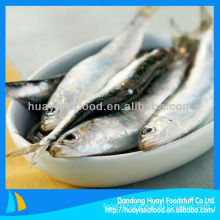 fresh frozen sardine sardine process
